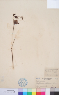 Specimen thumbnail